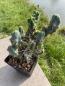 Preview: Trichocereus bridgesii monstrosus